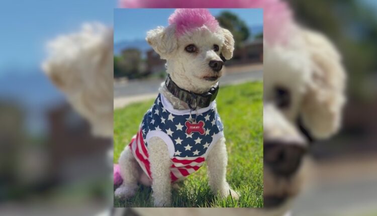 Woman searches for dog missing while at Fort Bragg
