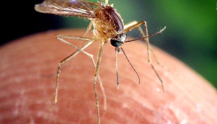 How bad are the mosquitoes this year in the Borderland?
