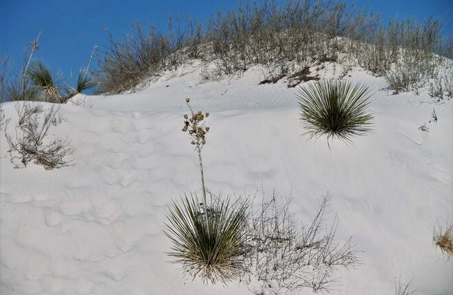 Wild yuccas grow on the dunes at White Sands National Park.