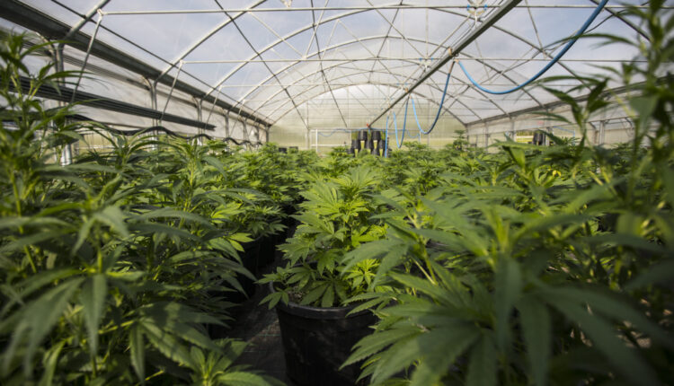 Biden to pardon all federal offenses for simple marijuana possession, review criminalization