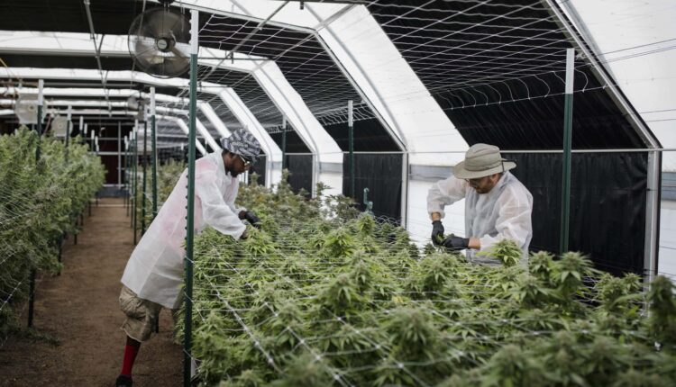NM medical cannabis program sees dip in enrollment
