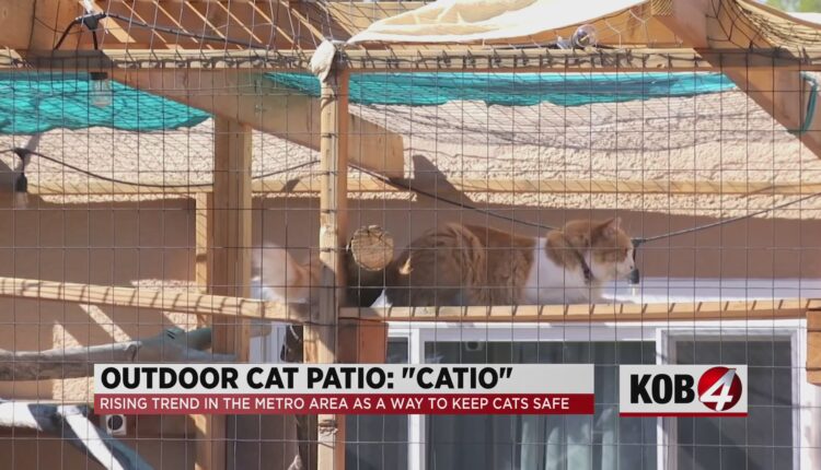 Catios: Albuquerque man builds patios for cats
