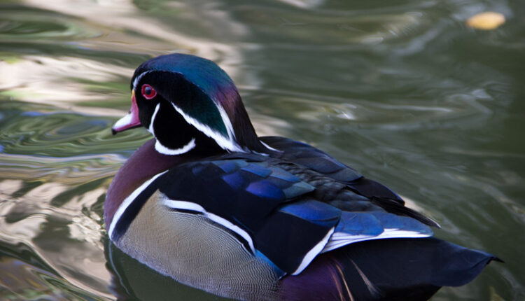 Please Don't Feed the Birds (November 2022) — City of Albuquerque
