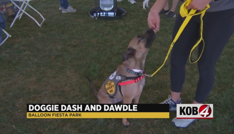 Doggie Dash and Dawdle returns to Albuquerque for first time since COVID
