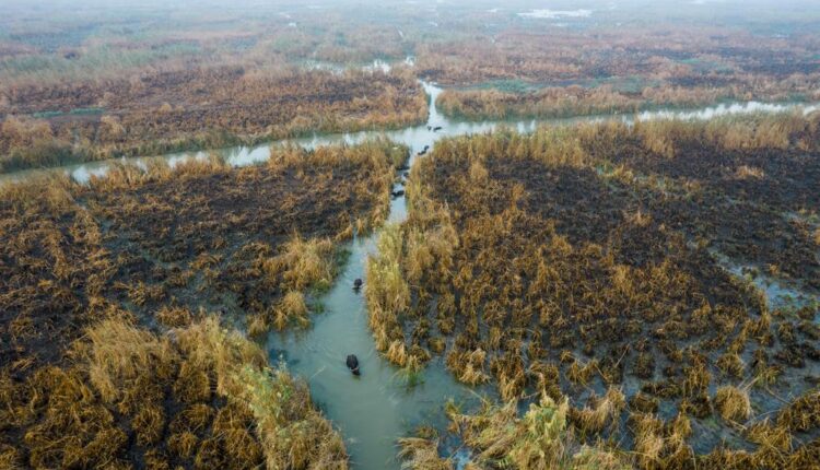 Salt, drought decimate buffaloes in Iraq's southern marshes
