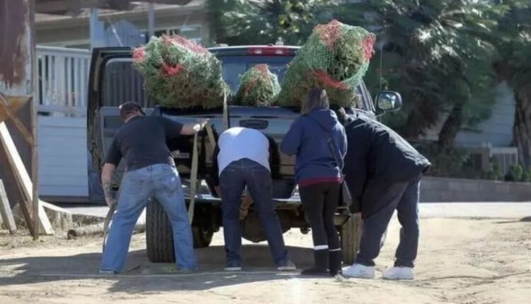 Where to recycle your Christmas tree: a guide for San Diego County
