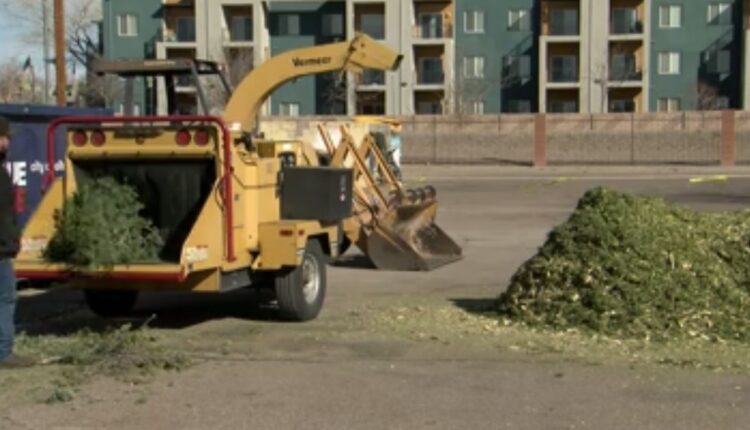 ABQ tree recycling event comes to a close
