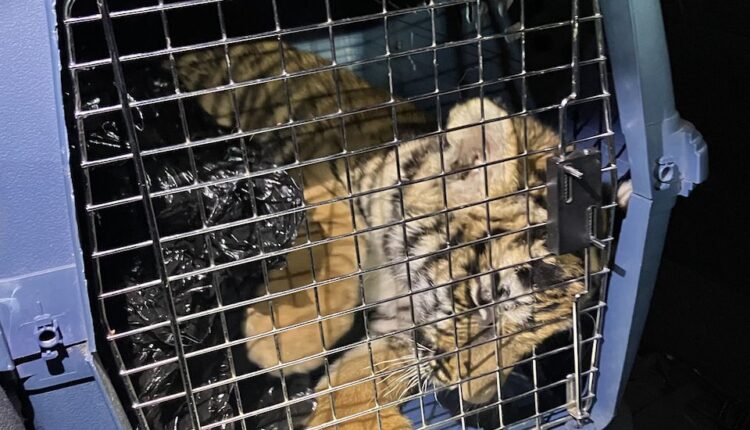 Bengal tiger cub discovered at Albuquerque shooting
