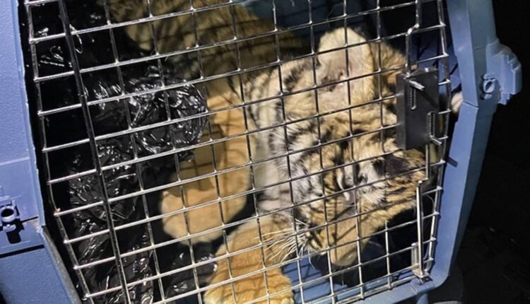 Albuquerque officers find tiger cub in home while investigating shooting – WHIO TV 7 and WHIO Radio
