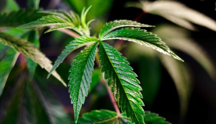 New Mexico cannabis sales continue to climb, December sales numbers highest yet

