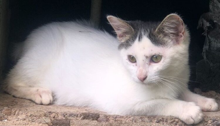 Lea the cat