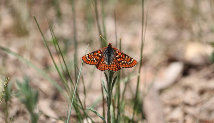 New Mexico's checkerspot butterfly placed on Endangered Species List

