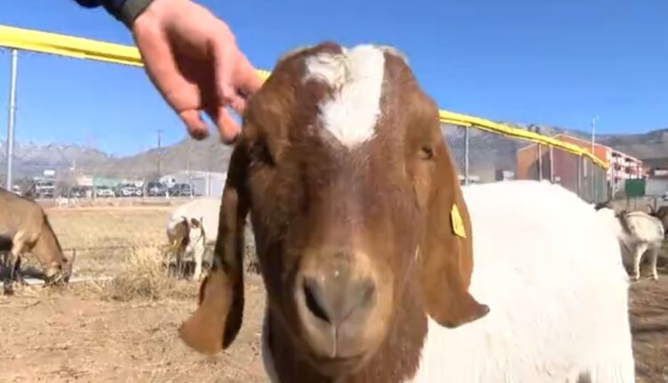 Goats help gear up for Little League season in New Mexico
