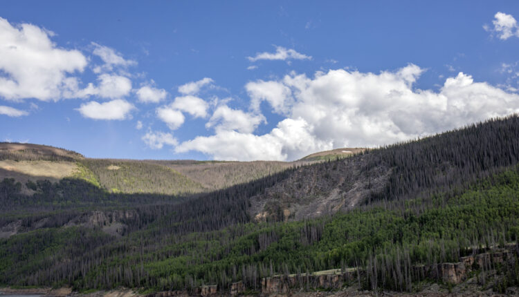 Drought, plague and fire: What one Colorado forest is up against