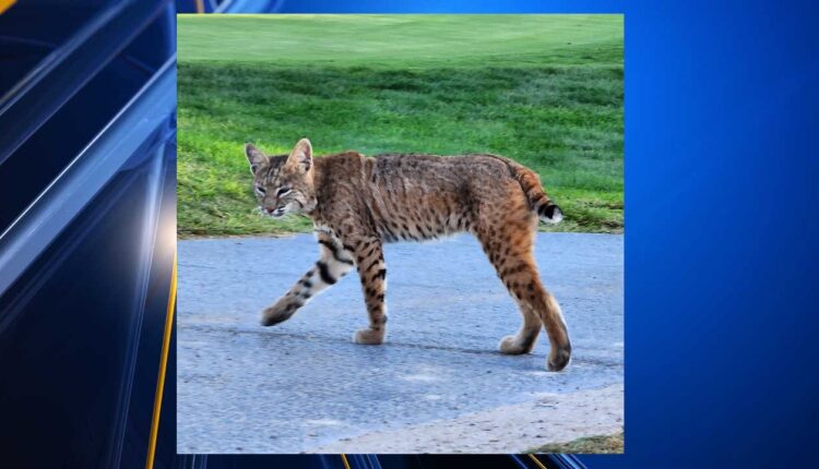 Residents over concerned large predatory cats in Las Cruces neighborhoods
