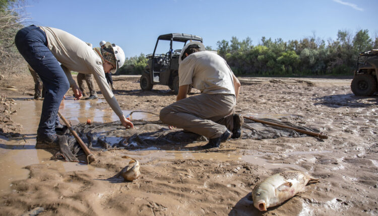 Rescuing silvery minnows like ‘slapping a Band-Aid on a severed limb’