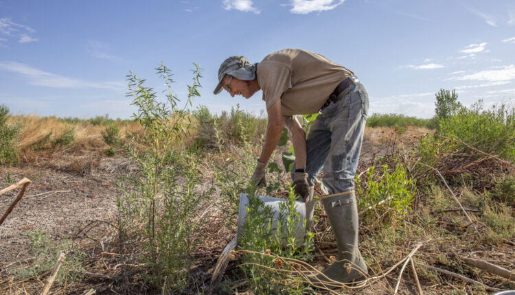 A hidden gem of wetland near the Texas border fence