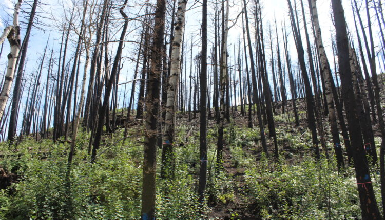 Northern NM watershed group receives multi-million dollar federal grant for wildfire prevention
