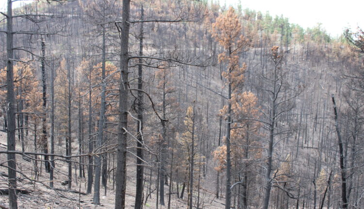 Black Fire relief funds should be at correct state agency by end of month