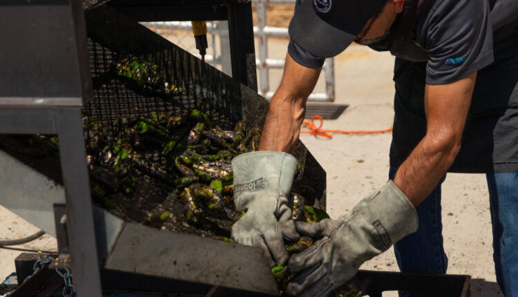 Hot harvest season begins in New Mexico chile country