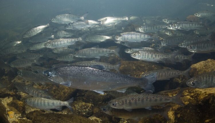 Biden administration proposes $106 million for Western salmon and steelhead recovery 