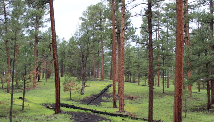 Loggers ask lawmakers to help their industry to eliminate wildfire threats