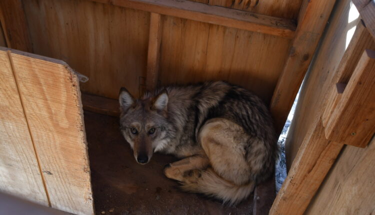 Asha the Lobo captures the heart of New Mexico