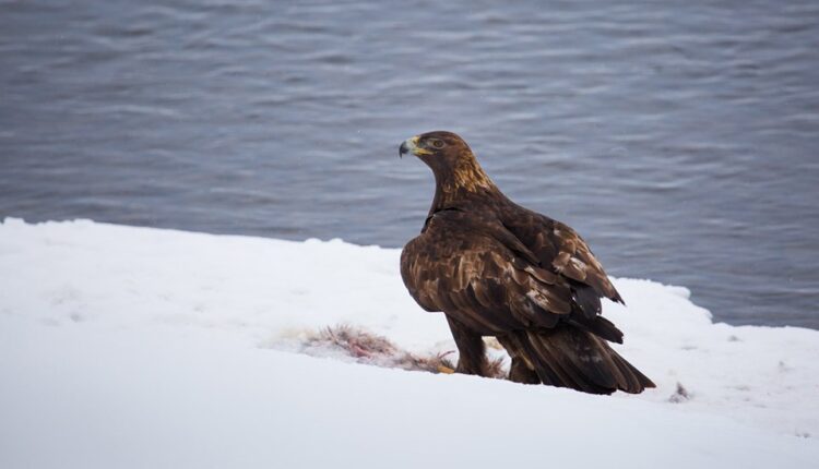 Two men indicted for illegal killing, trafficking of bald and golden eagles from Montana