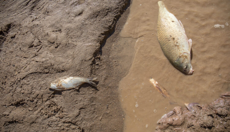 Holding grief close and sharing it in New Mexico’s dry sandbeds