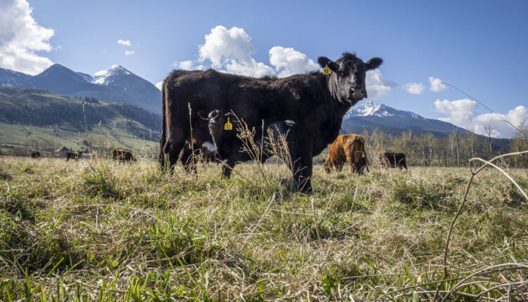 U.S. Senate in bipartisan vote blocks Biden rule to reopen Paraguayan beef imports • Source New Mexico