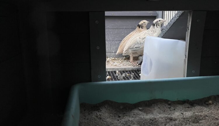 quail-scaled.jpg