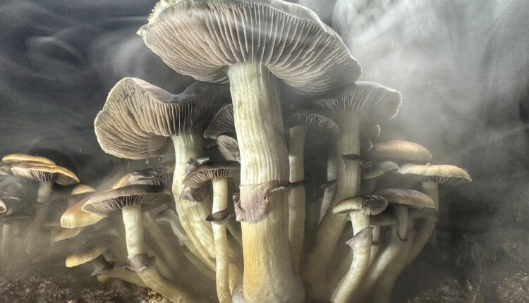 A cluster of mushrooms grow from soil as mist swirls around them.