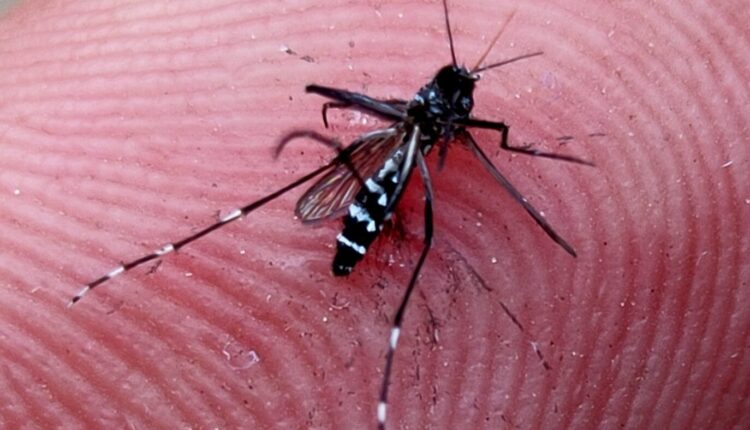 Climate change might prompt more mosquitoes to move into New Mexico • Source New Mexico